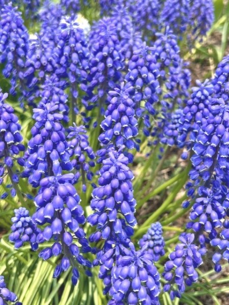 thumbnail_IMG_6033 (1)