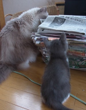 「猫だらけ」