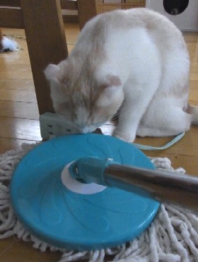 「猫だらけ」