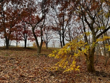 thumbnail_IMG_4663 (2)