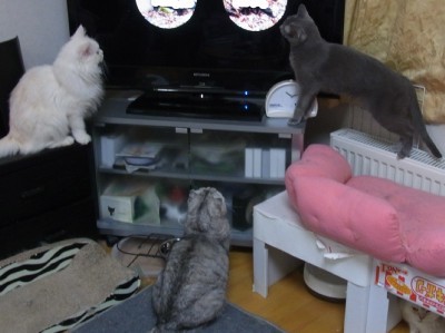 「猫だらけ」