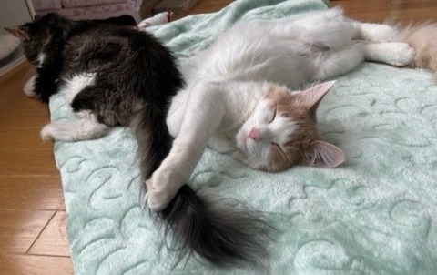 thumbnail_IMG_5298 (1)