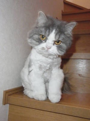 「猫だらけ」