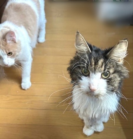 thumbnail_IMG_7632 (1)