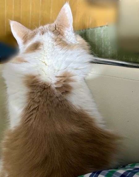 thumbnail_IMG_5977 (2)