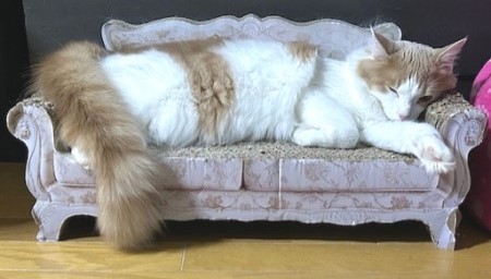 thumbnail_IMG_8394 (1)