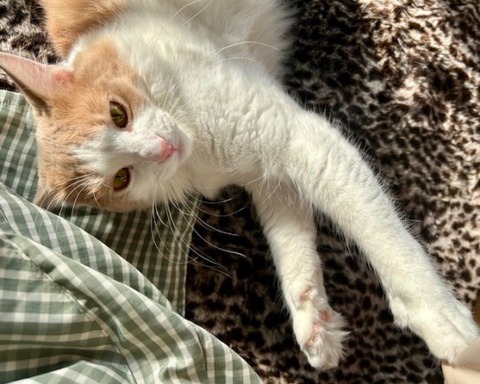 thumbnail_IMG_8617 (1)