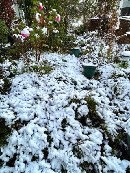 thumbnail_IMG_4237 (1)