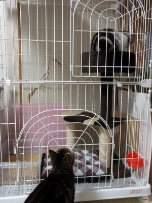 「猫だらけ」