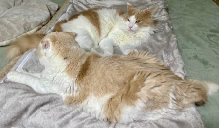thumbnail_IMG_4377