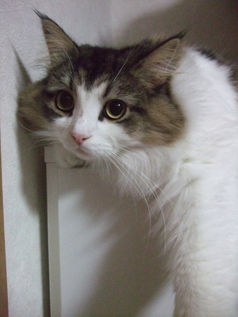 「猫だらけ」チェルシー４