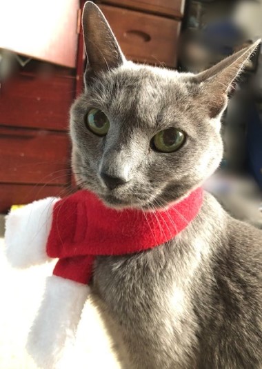 猫へのクリスマスプレゼントは何 猫だらけ Powered By ライブドアブログ 猫へのクリスマスプレゼントは何 猫だらけ Powered By ライブドアブログ