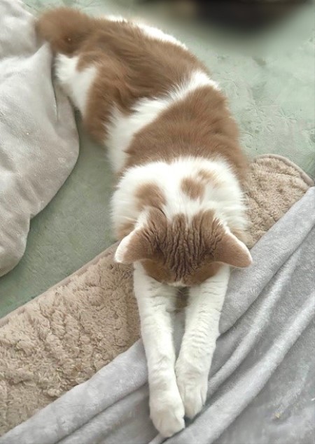 thumbnail_IMG_4640 (3)