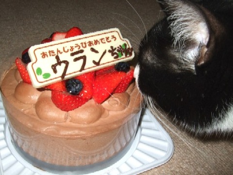 2007_0424猫写真0015