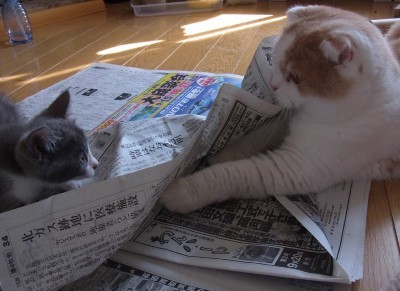 「猫だらけ」
