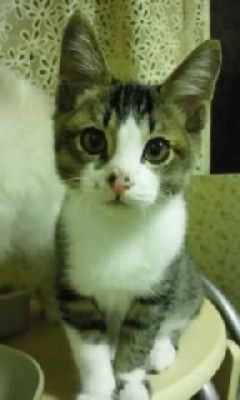 「猫だらけ」