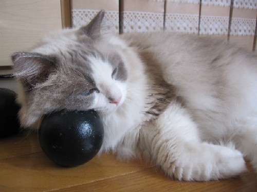 「猫だらけ」