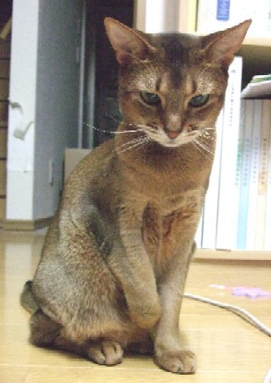 「猫だらけ」