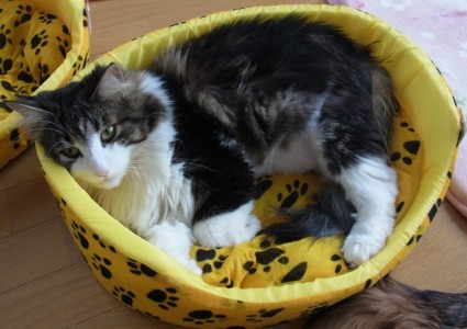 「猫だらけ」