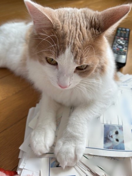 thumbnail_IMG_6364 (1)