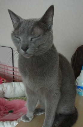 「猫だらけ」