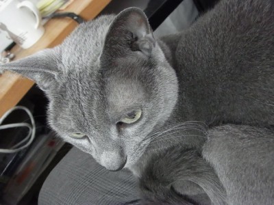 「猫だらけ」
