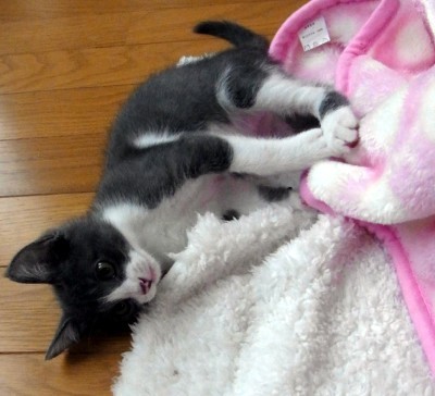 「猫だらけ」