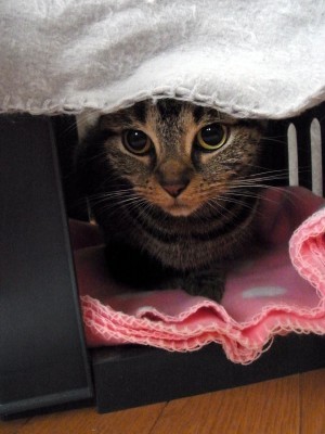 「猫だらけ」