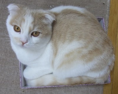 「猫だらけ」