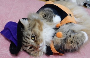 ８６４円で作る冬用キャットハウス 猫だらけ Powered By ライブドアブログ