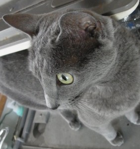 「猫だらけ」