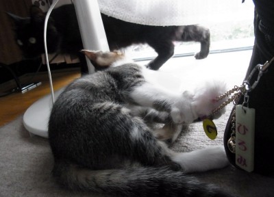 「猫だらけ」