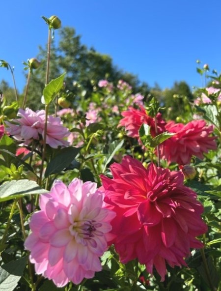 thumbnail_IMG_7980 (1)