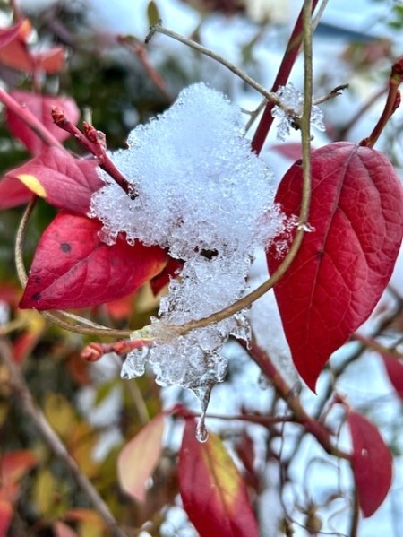 thumbnail_IMG_4492_1