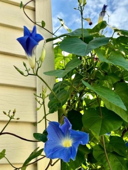 thumbnail_IMG_0059 (1)