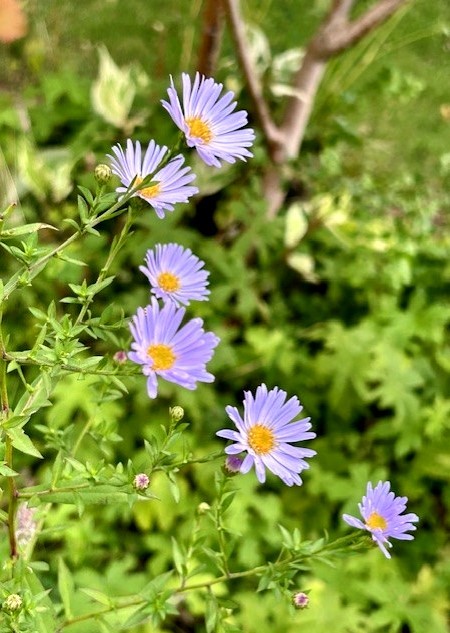 thumbnail_IMG_2672 (1)