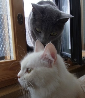 「猫だらけ」