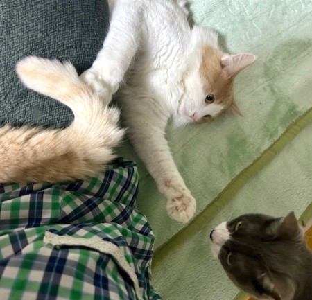 thumbnail_IMG_0474 (1)