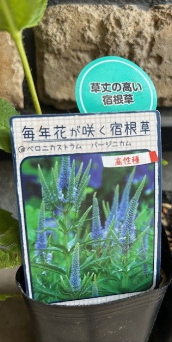thumbnail_IMG_8765 (2)