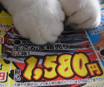 「猫だらけ」