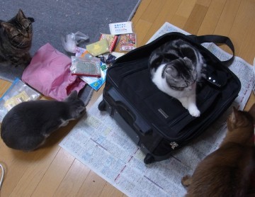「猫だらけ」