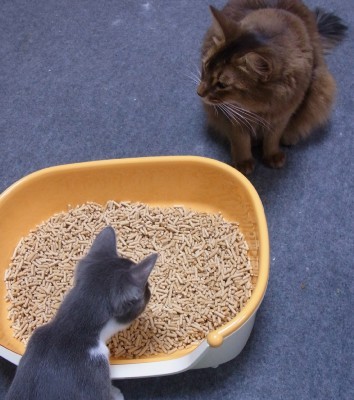 「猫だらけ」