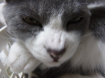 「猫だらけ」
