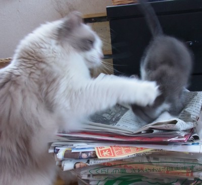 「猫だらけ」