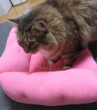 「猫だらけ」
