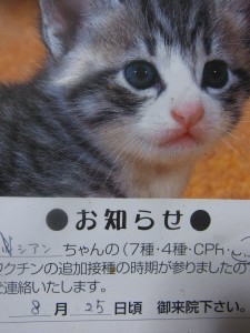 「猫だらけ」