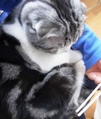 「猫だらけ」