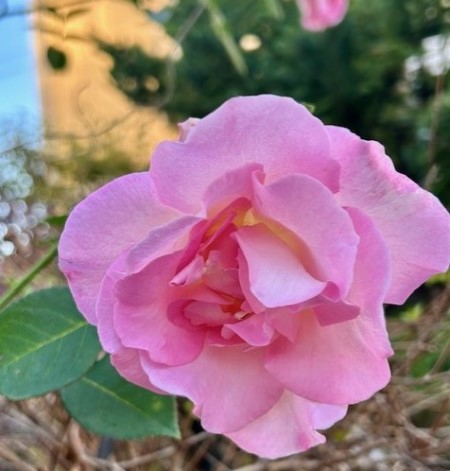 thumbnail_IMG_3581 (2)