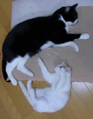 「猫だらけ」