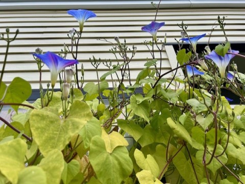 thumbnail_IMG_3523 (1)